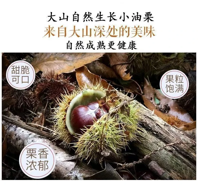2025新鲜油栗正宗信阳新鲜油栗生吃脆甜易剥内皮油栗仁信阳板栗