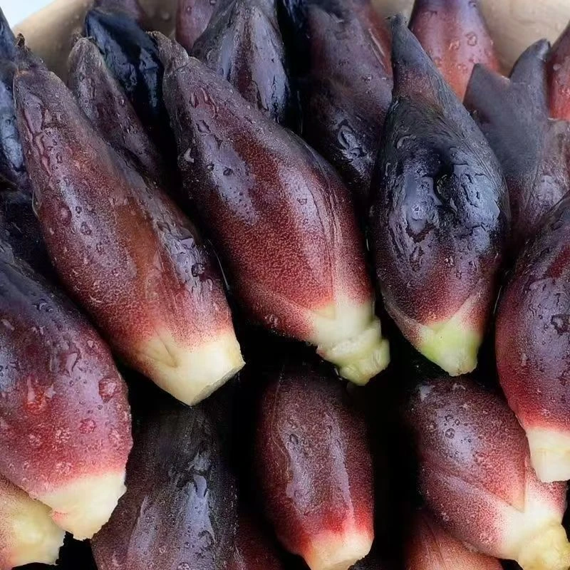贵州正宗阳荷姜新鲜采摘当季可凉拌食用蔬菜包邮