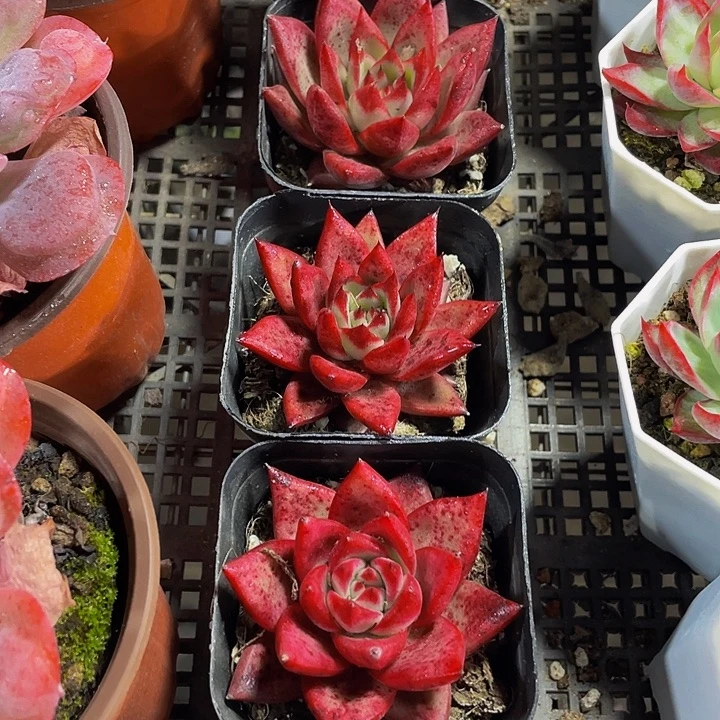 大罗宾带盆土发货