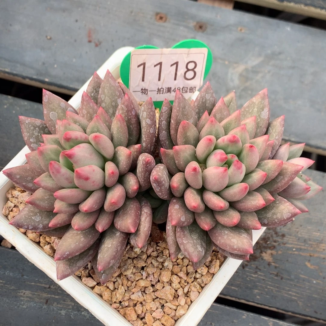 米其林无砍开播福利1118