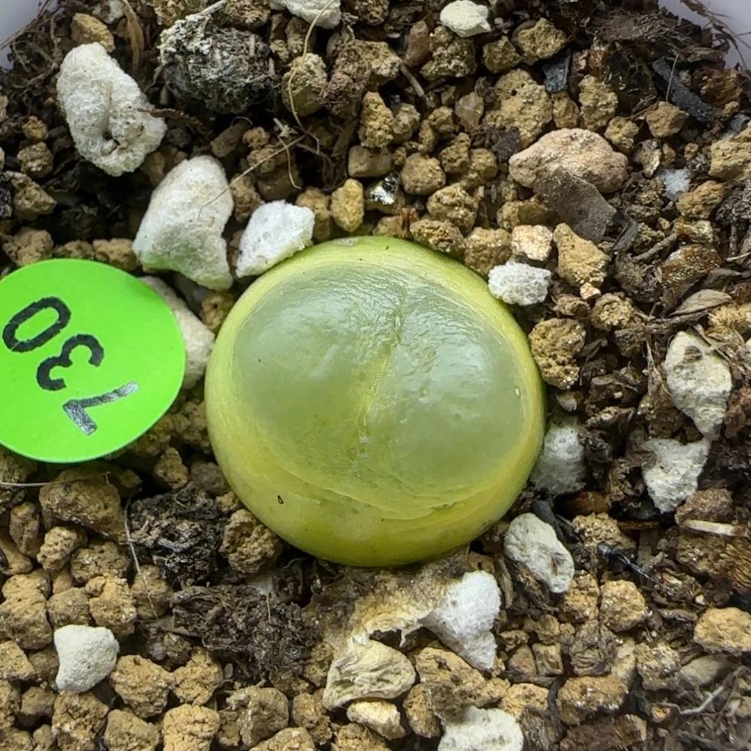 拉登1.5+多肉植物730