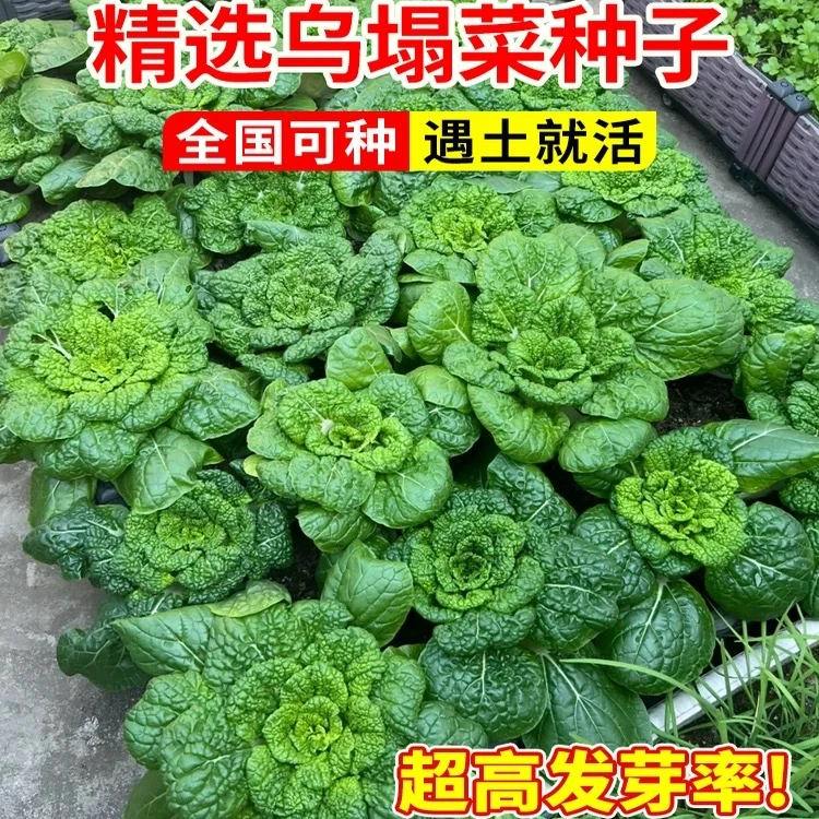 乌塌菜种子黄心乌塌菜耐低温易种植适合家庭小院四季播种蔬菜种子