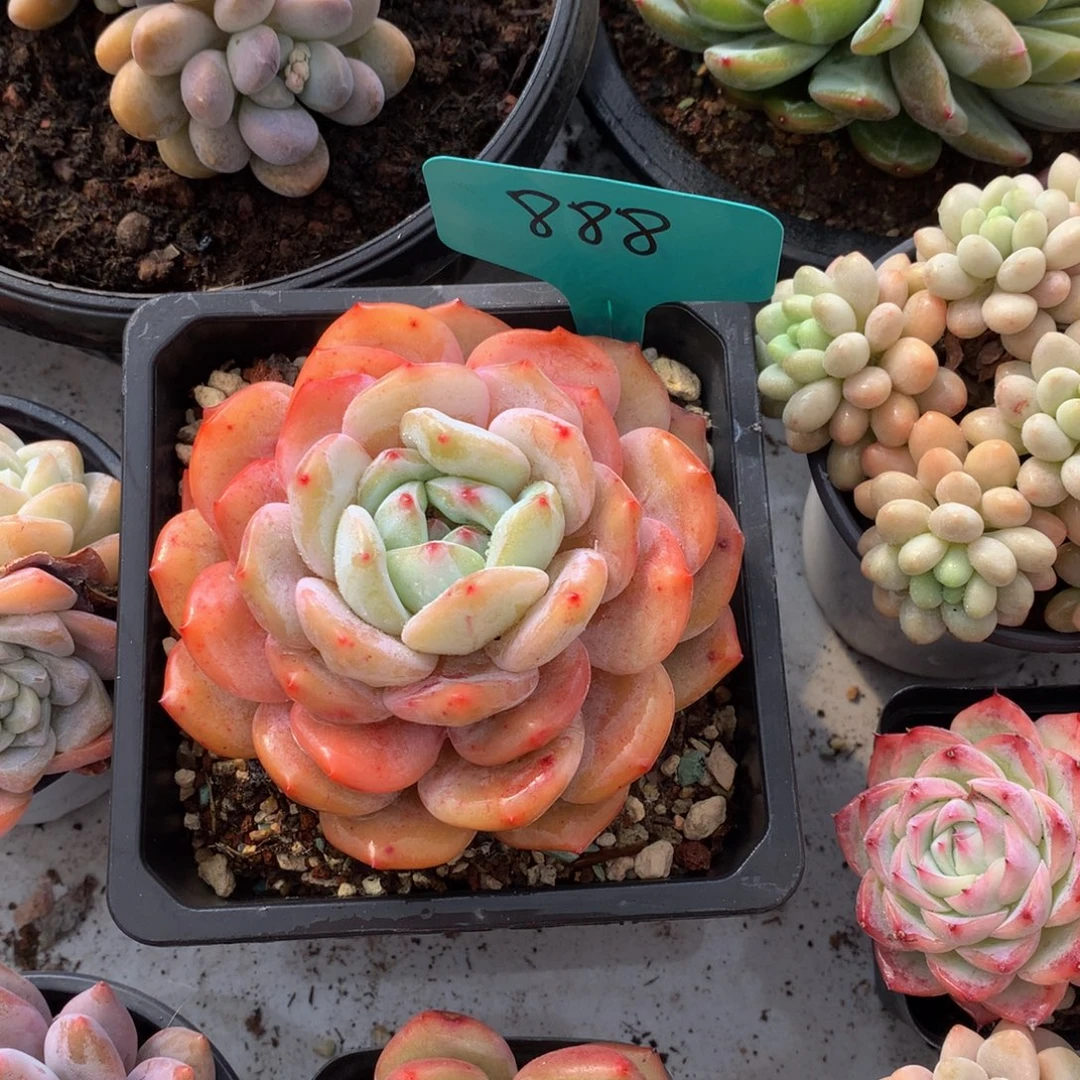 未***。红橙子7272727277272