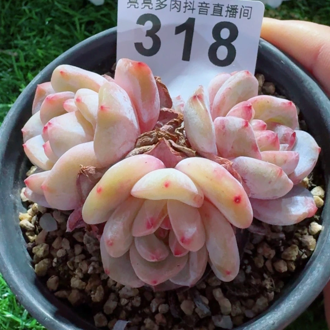 小脸星影石化         精品多肉