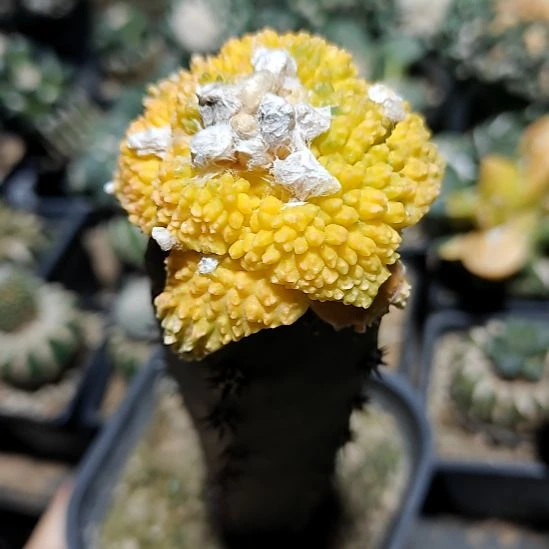 炸裂哥斯拉牡丹锦秀蒲接