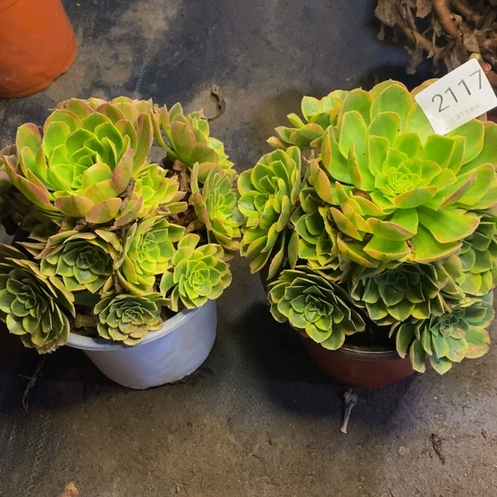 两盆多肉断头不包2117