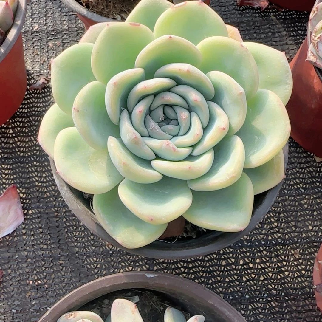 无花朵120泡芙单头