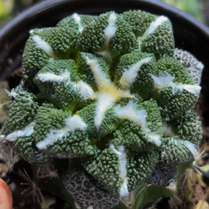 无花朵草球苗接大尤黑牡丹565