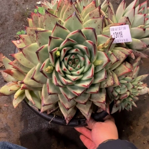 悠**心乌木13118多肉