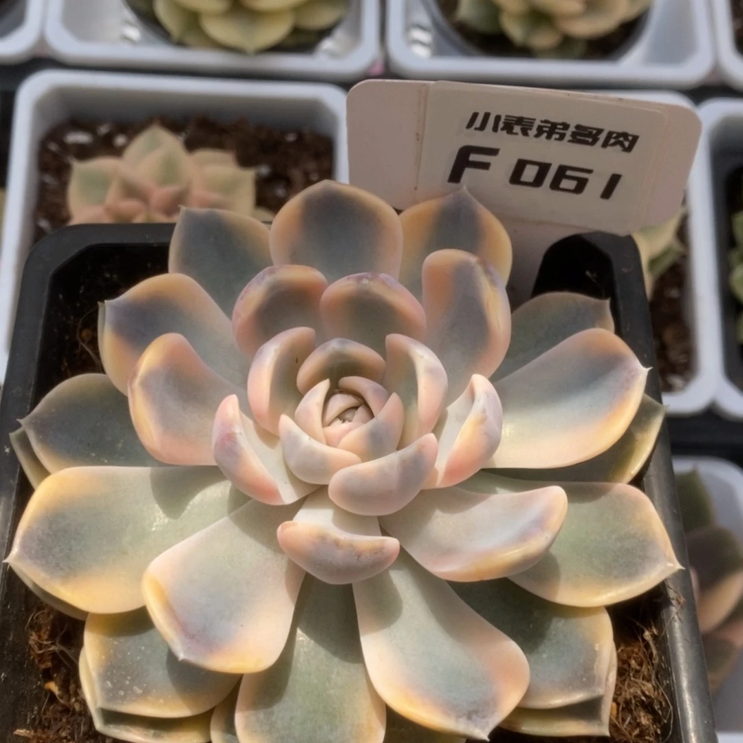061汉堡锦锦锦锦锦锦