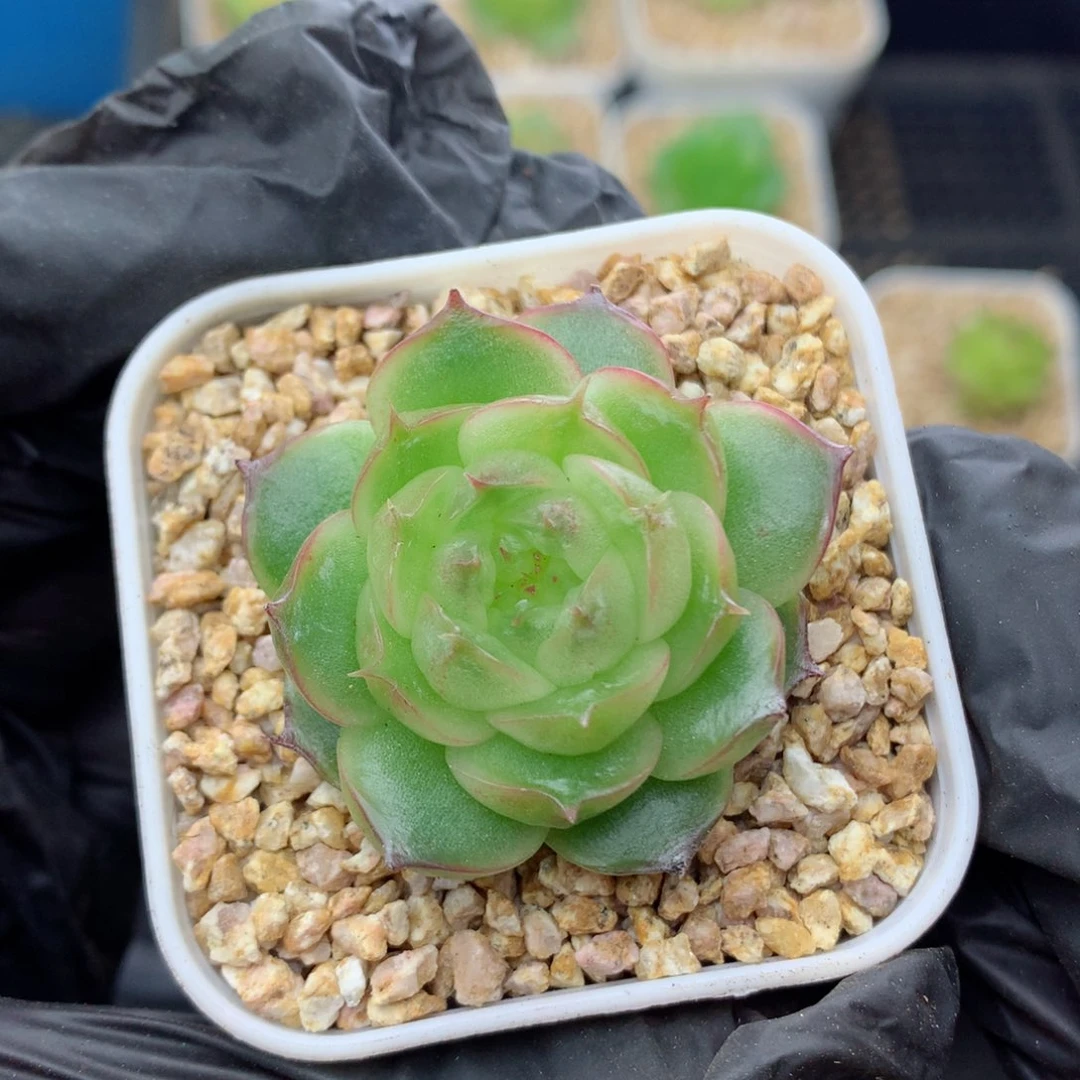 58包邮  群生不包整珍妮35