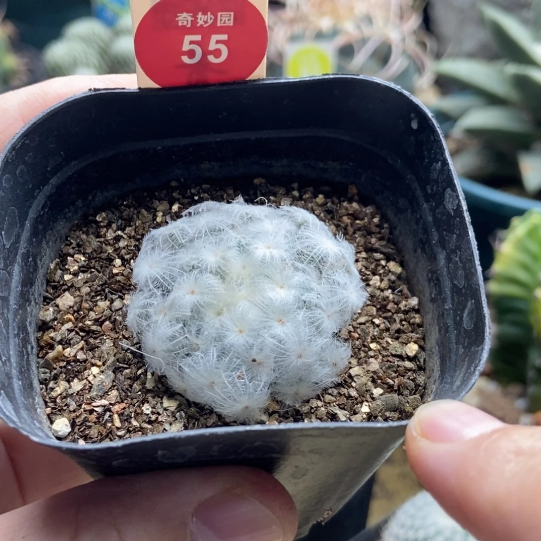 自根佛头白星一棵