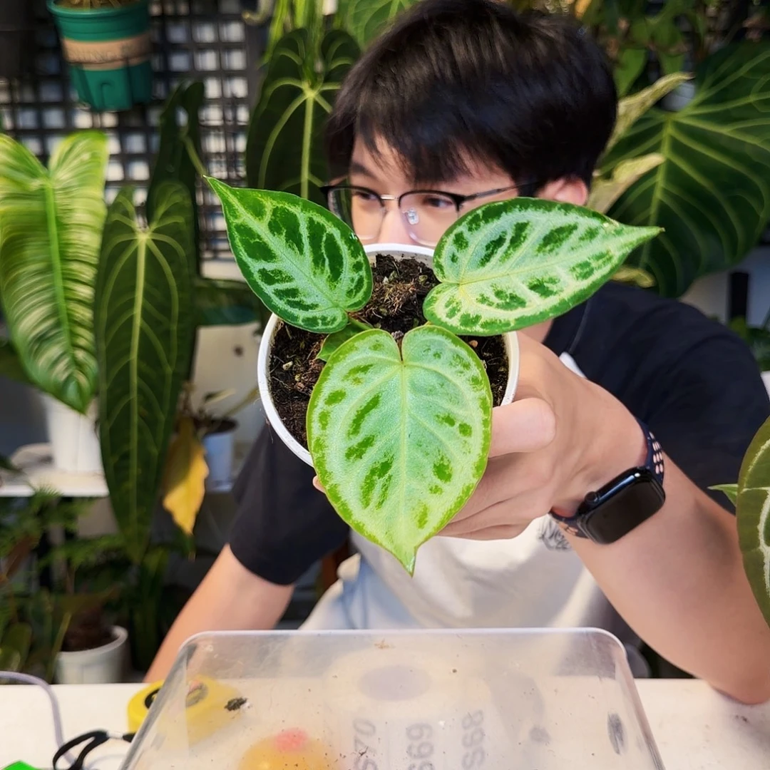 不开花植物S66印尼铜锣烧