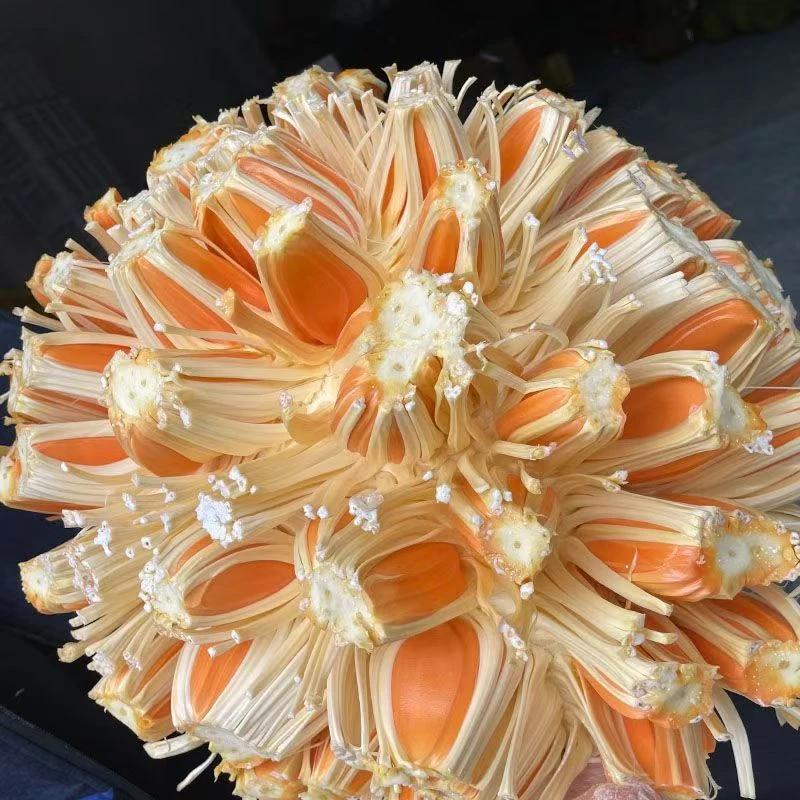 印尼红肉整果 瑕疵  颜色不太红 干苞脆甜木萝蜜软糯香甜