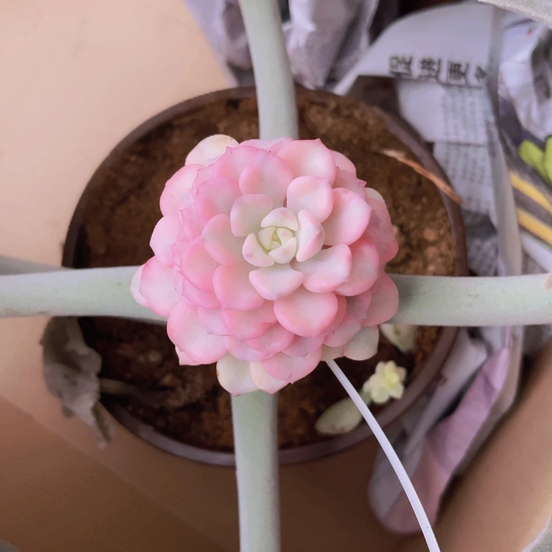 0***00姐99999999999999999