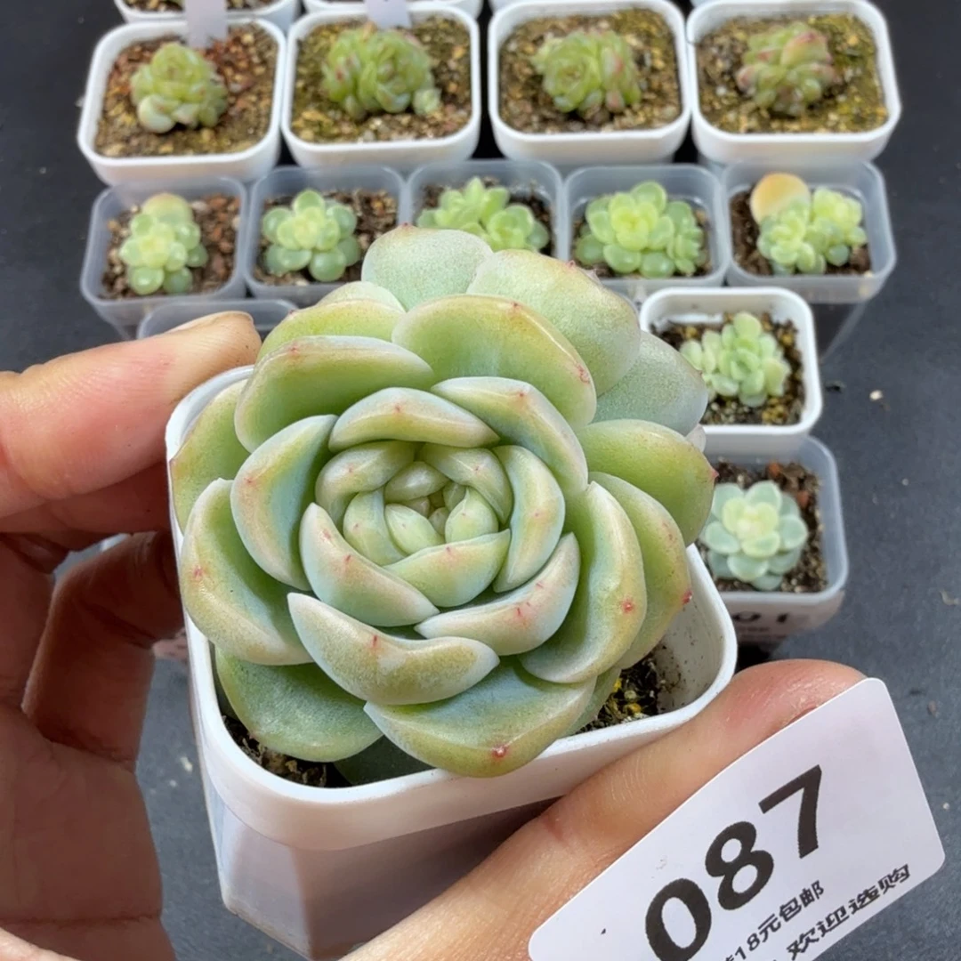 谪仙双头一物一拍087