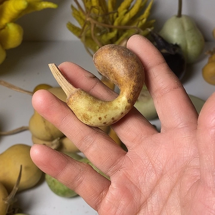 ᰔ****异性葫芦手把件葫芦