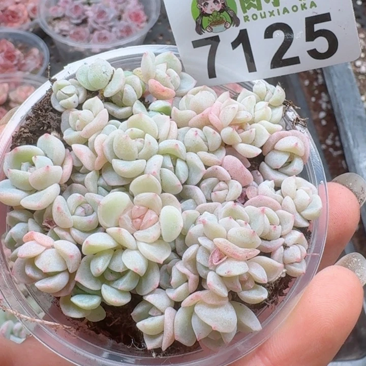 多肉植物多肉植物