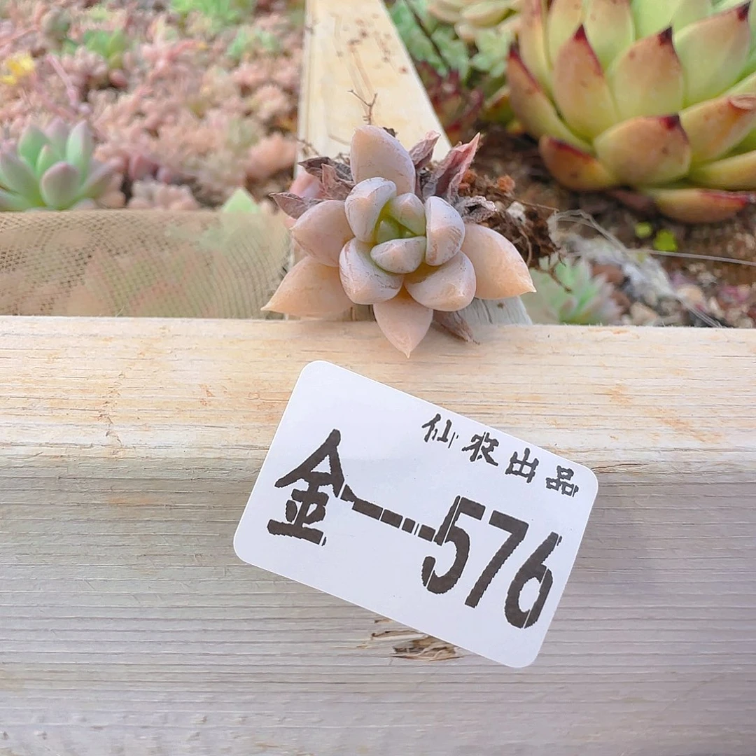 仙农出品，576，仙农出品