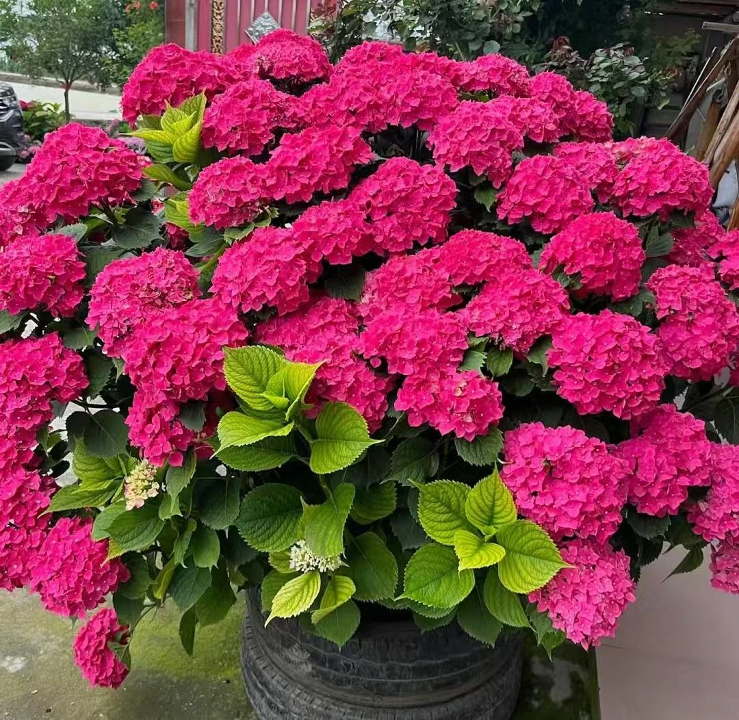 贵州露天绣球带花盆栽室内庭院养护带花苞发货耐寒耐晒好养活