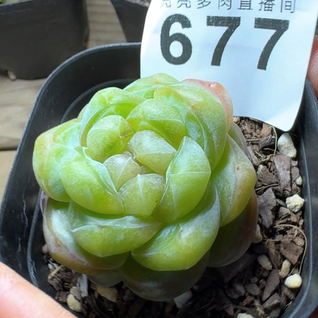 張****?嫦娥         多肉植物