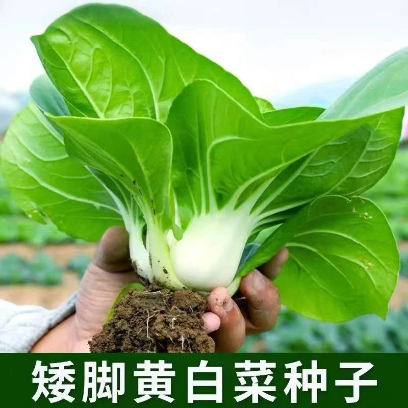 矮脚小白菜种子四季奶油小白菜耐热耐寒耐湿矮脚白盆栽阳台白菜种