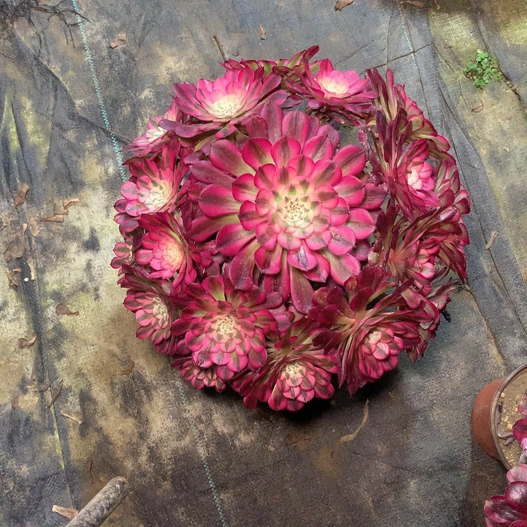 多肉多肉多肉多肉112