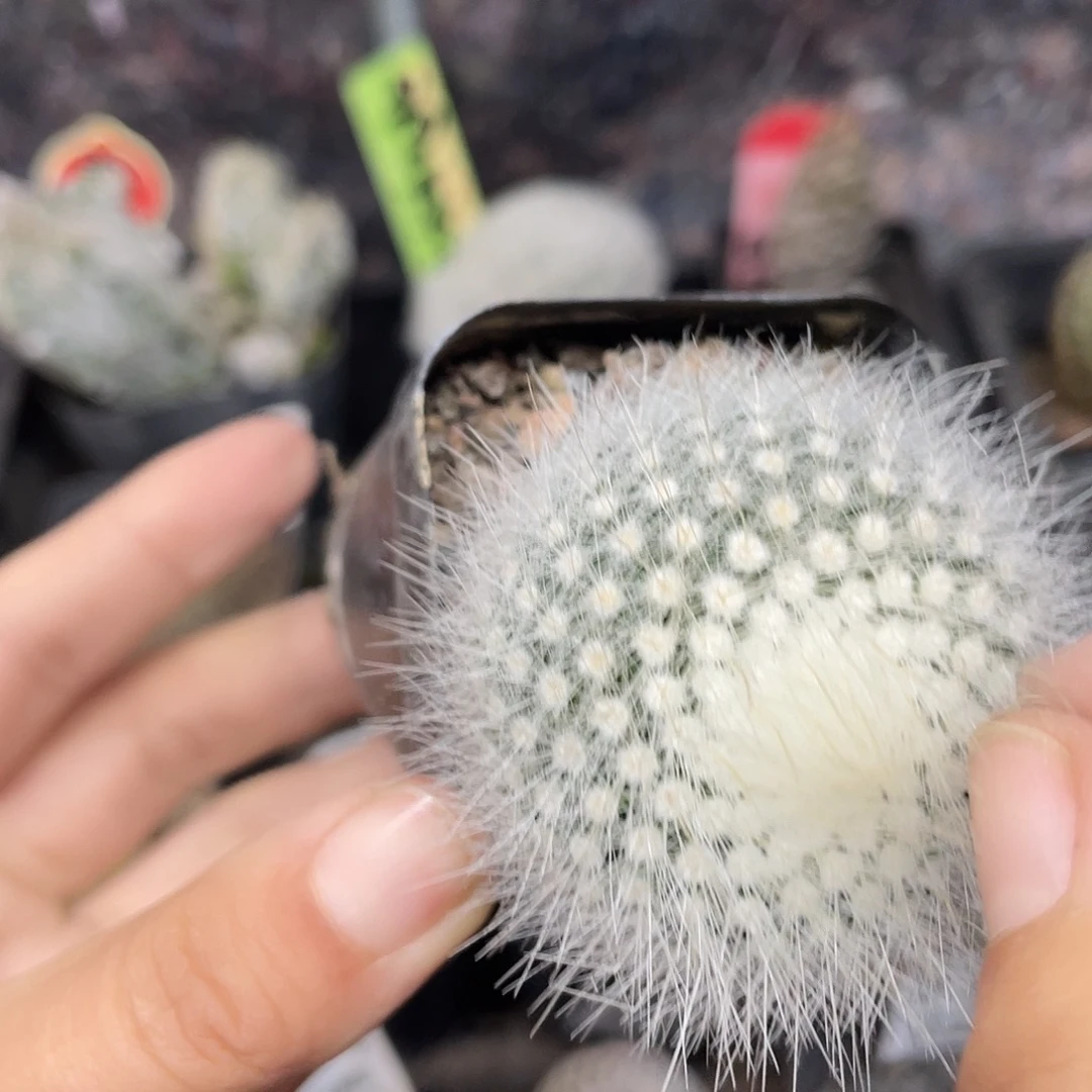 白小丁单头实生仙人球（满18元包邮）