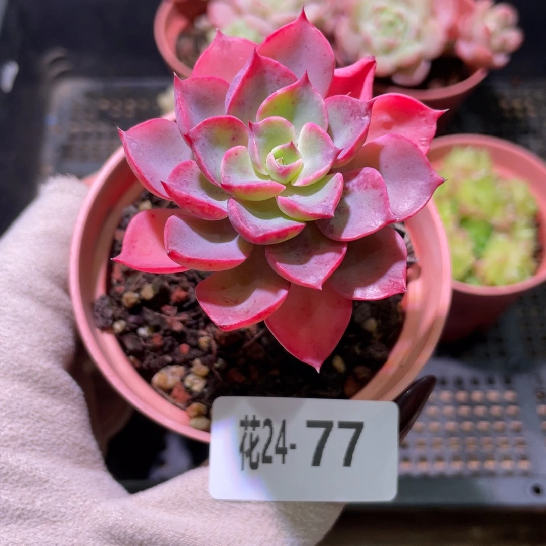 花利美24-77雨滴单头