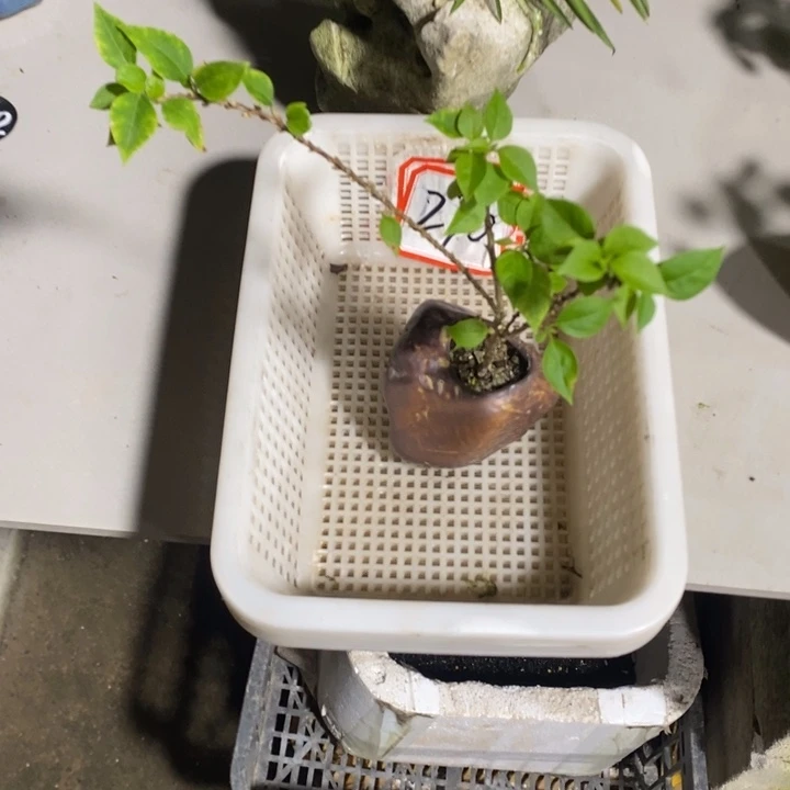 安*退款拉黑一物一拍270