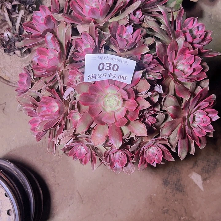 淡**笑030浣纱多肉植物