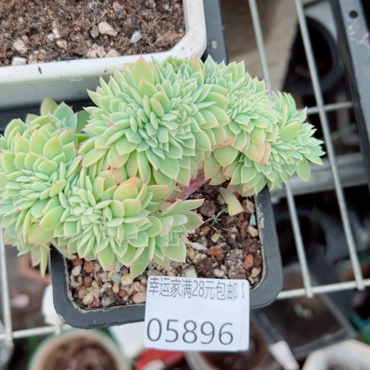 幸运的是我还没遇到过