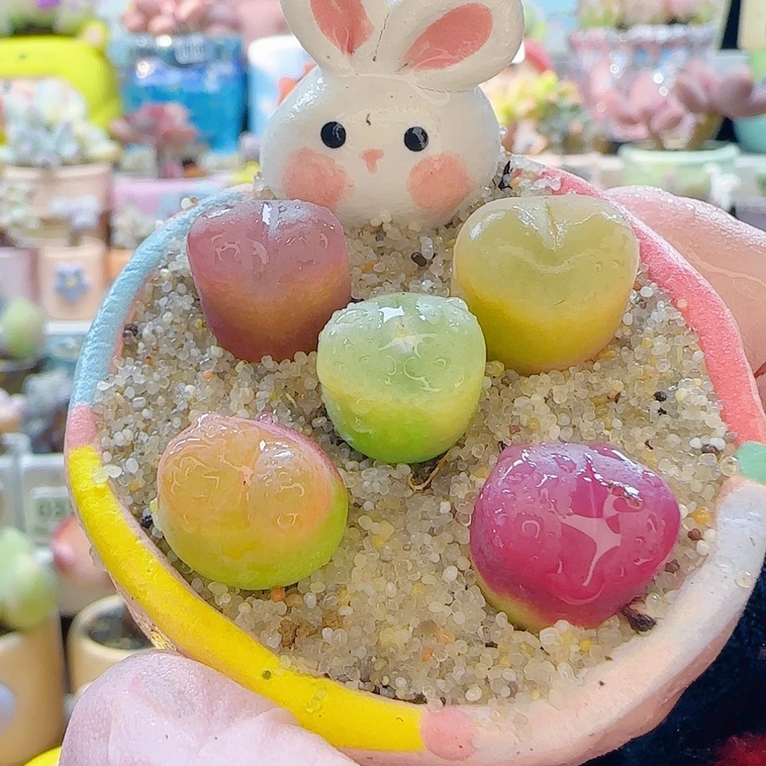 L 彩色蟠桃组合 不含盆