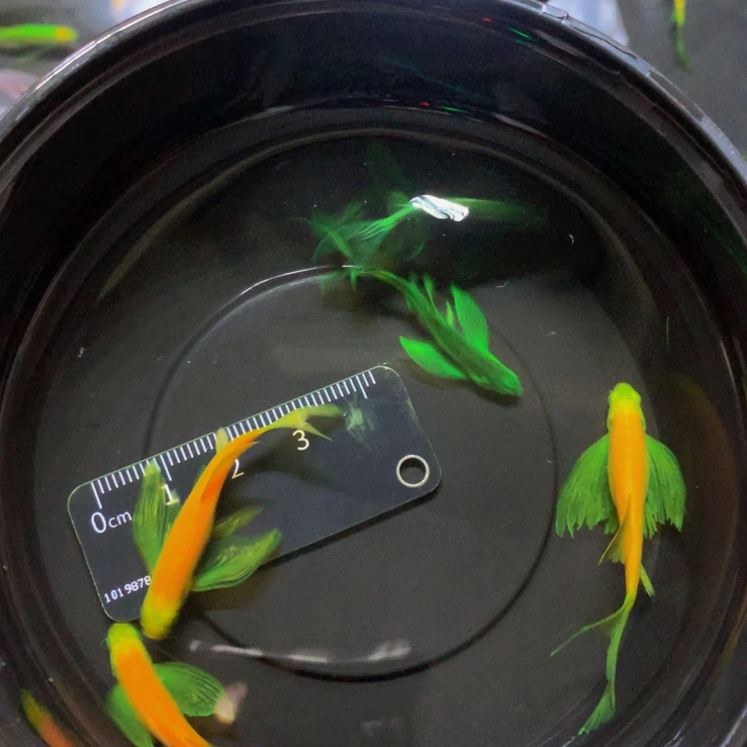 斑马鱼碟翼斑马混搭6条（运损均价赔偿）