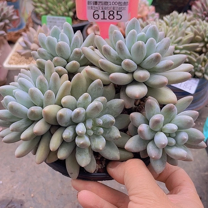 6165萝莉奶。