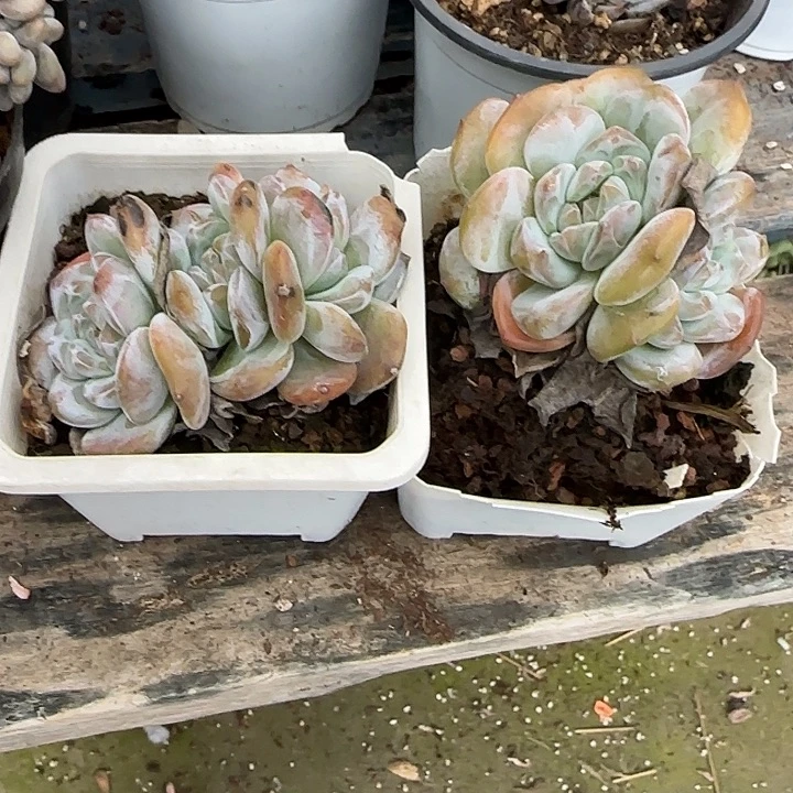 青蛙王子儿童牙膏套装11