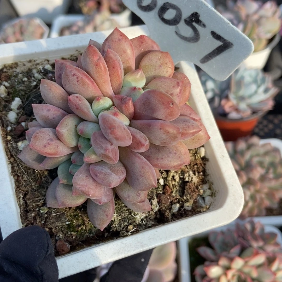 6057爱丽儿多肉植物