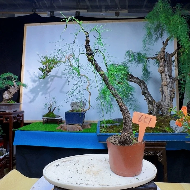 日***和无花朵三春柳柽柳东海会健健康康