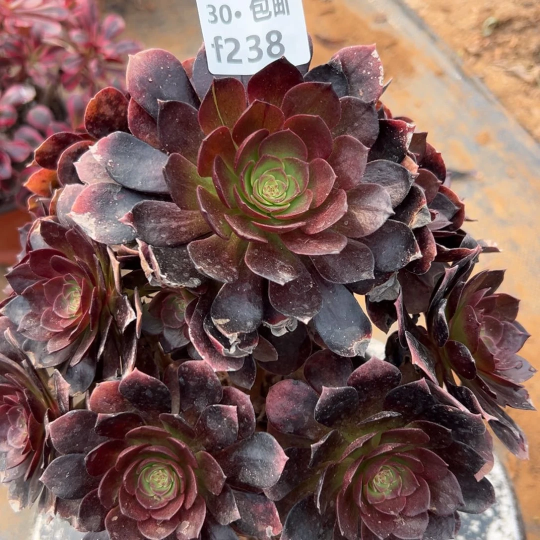 238 多肉法师赤艳连