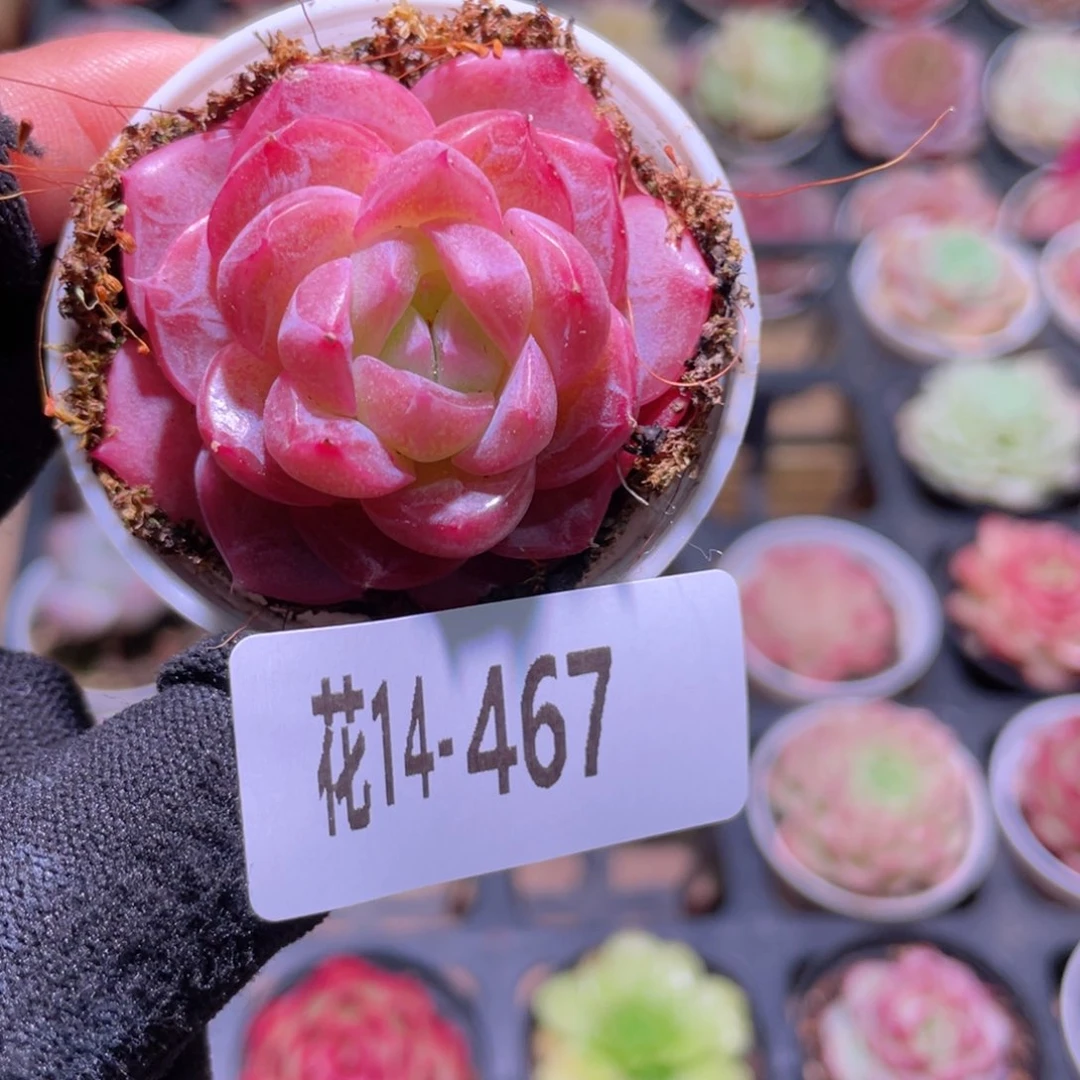 花利美14-467新品