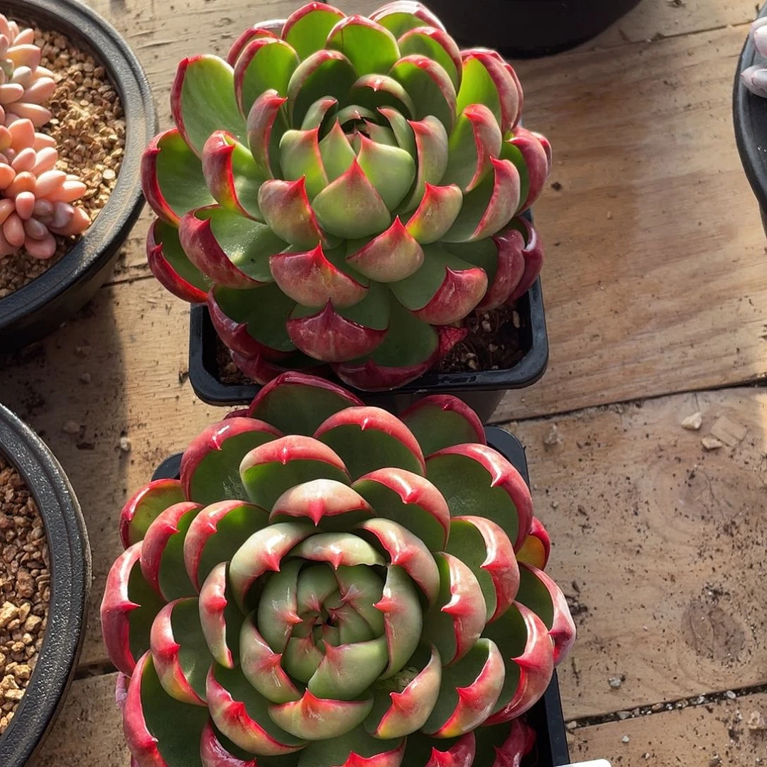 599多肉植物多肉植物