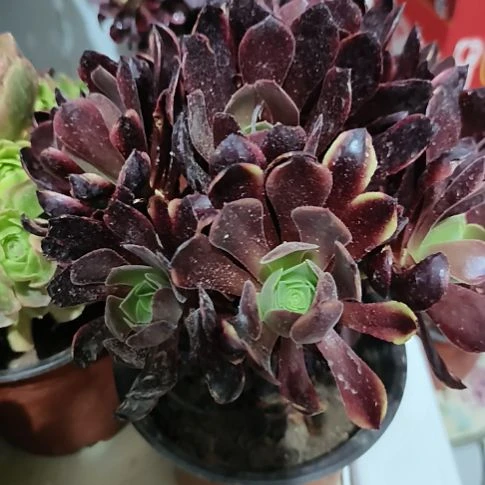 欧佳力嫩庄绣球9.9