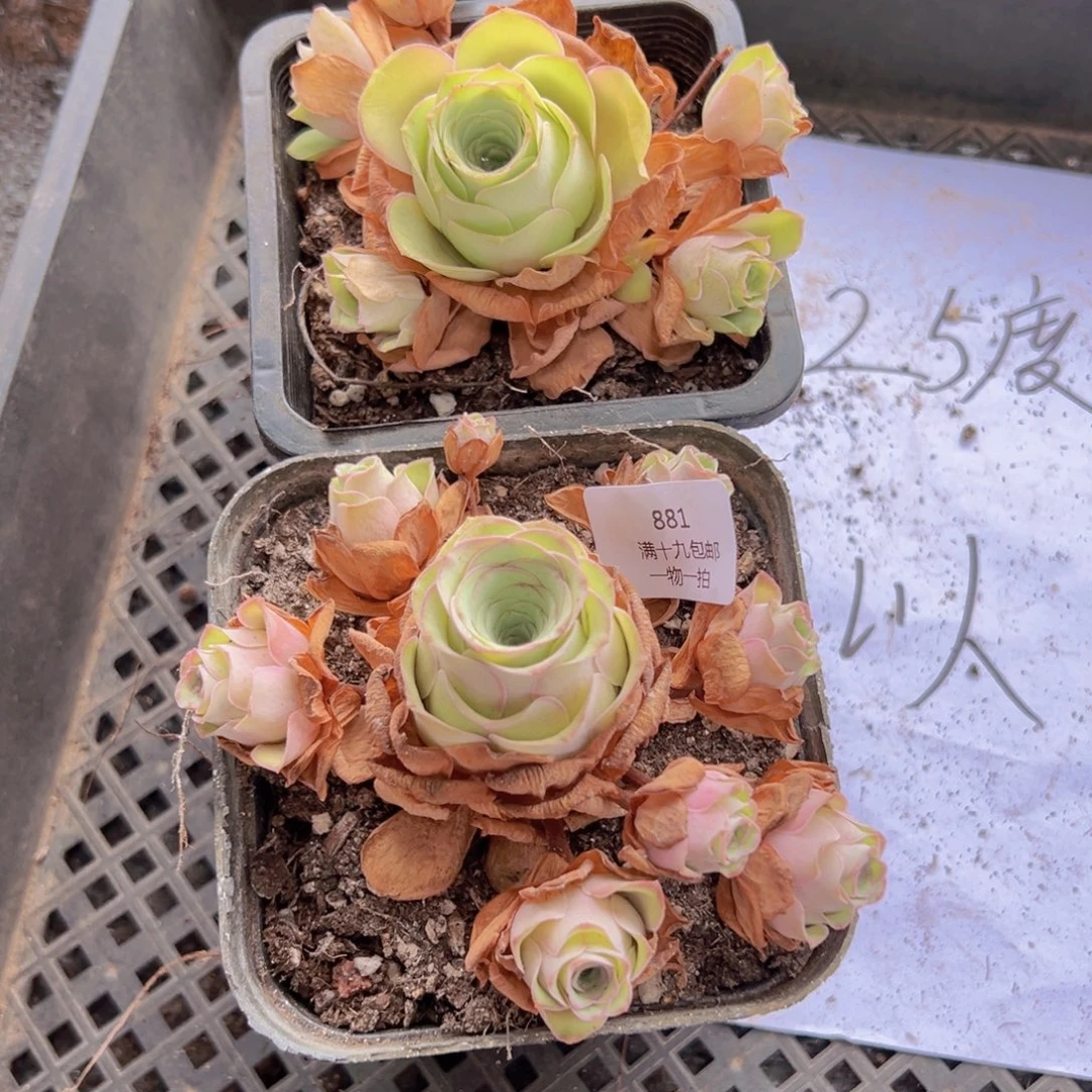 881 侧牙掉了不包损无售后