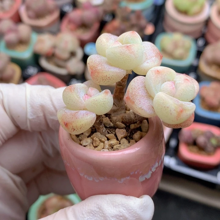 031 果冻冰玉 3头 木质