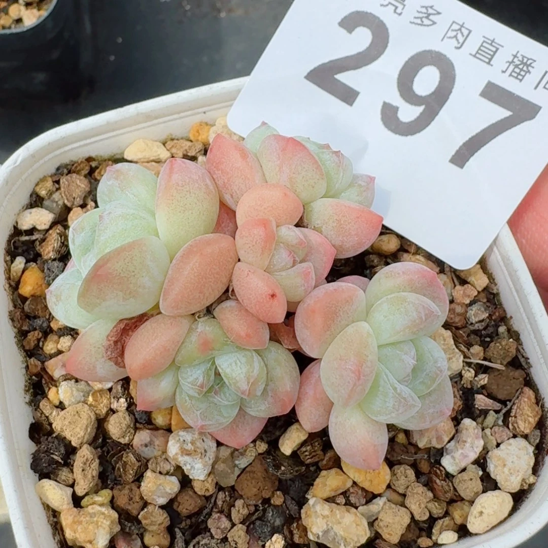 小脸冰玉            精美多肉植物