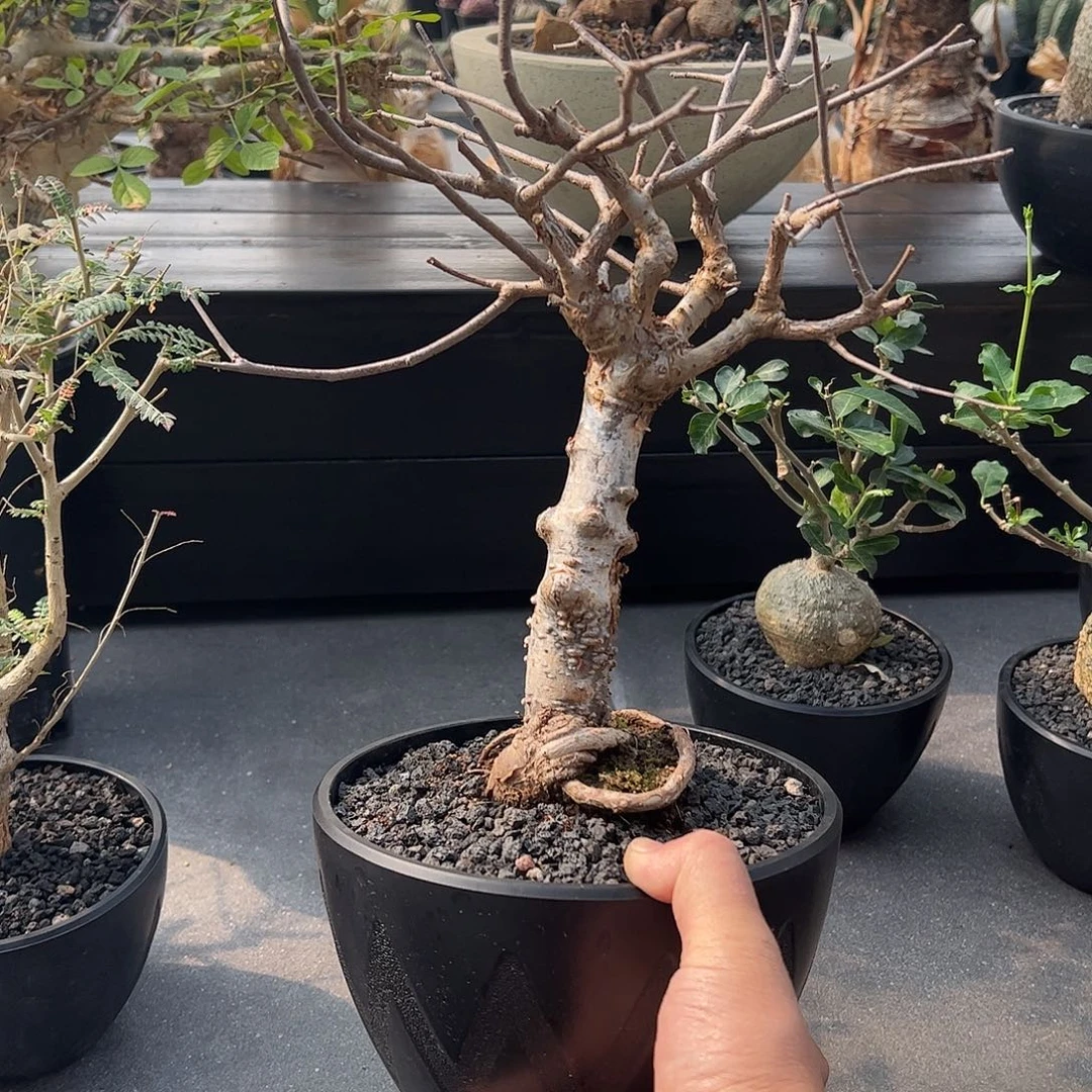 m***n奥比克 668888888