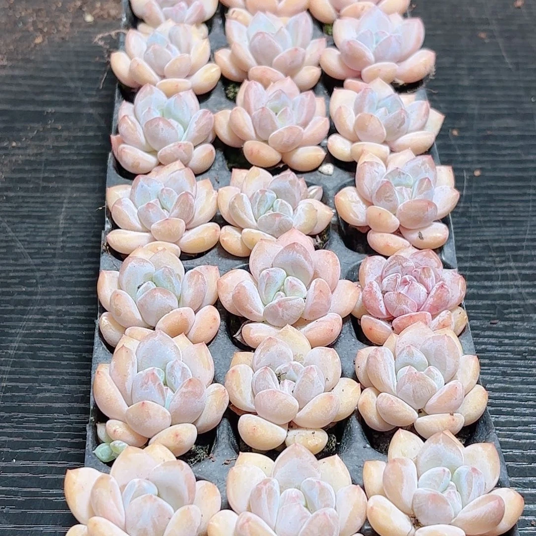 如图品质香橙21颗 新疆西藏内蒙不发货