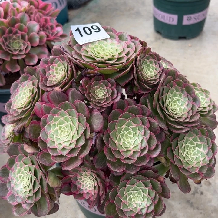 109莲花30厘米左右