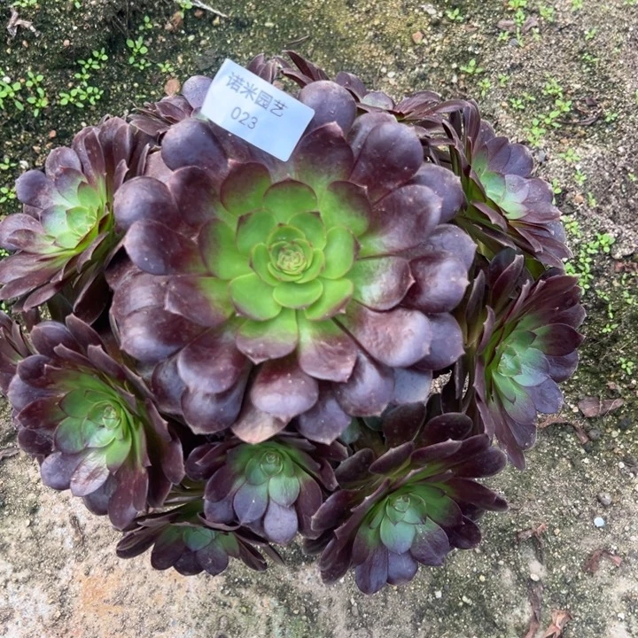 炽焰莲大手捧多肉植物023