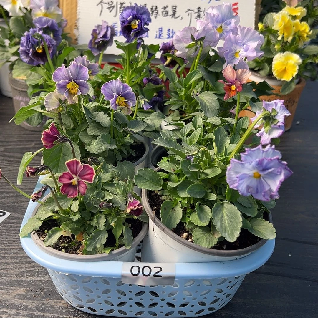 大部分花苞少量开放002号